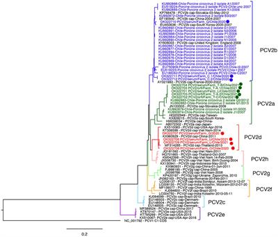 Update of Genetic Diversity of Porcine Circovirus Type 2 in Chile Evidences the Emergence of PCV2d Genotype